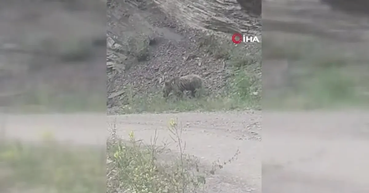 Sinop Ayancık'ta ayı görüntülendi