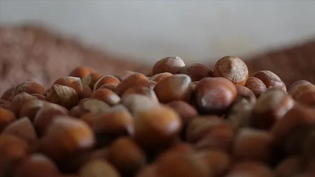 Levant fındık ne demek, nedir? 2023 Levant fındık fiyatları ne kadar, kaç TL? İşte fındık çeşitleri ve fiyatları...