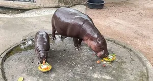 Nesli tehlikede! Nadir türdeki cüce...