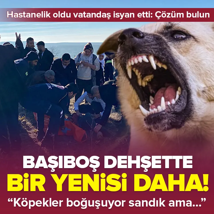 Ankarada sokak köpeği dehşeti!