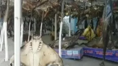 Mumyalanmış bin 500 çeşit balık!