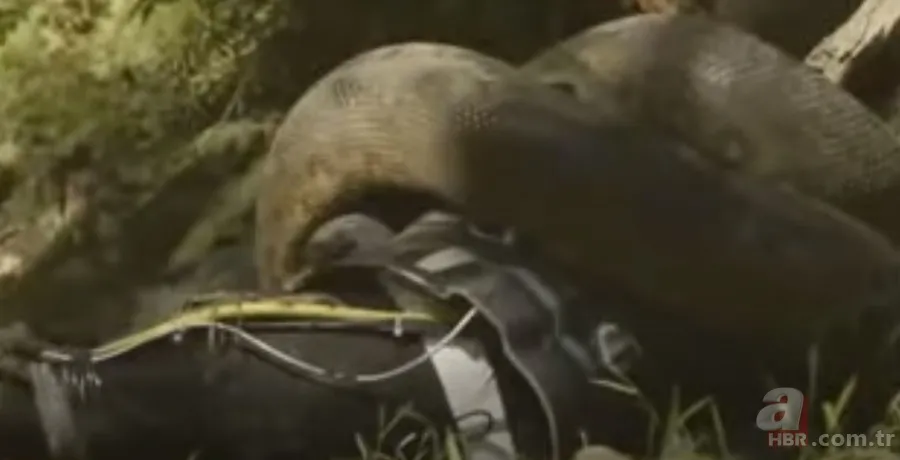 Kral kobra yılanı İngiliz adama saldırdı! Dünyanın en tehlikeli yılanı dinlenen adamı yakaladı 24