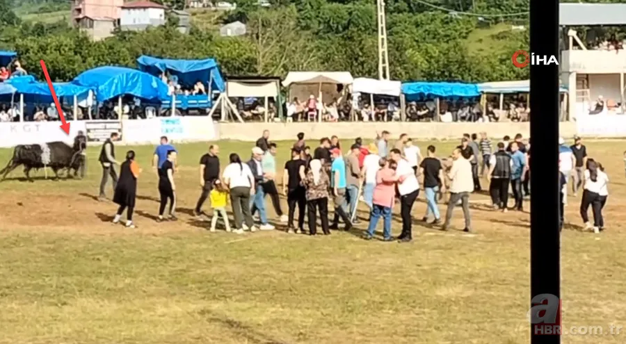 Şampiyon boğanın gazabı! Sahibine böyle saldırdı 2