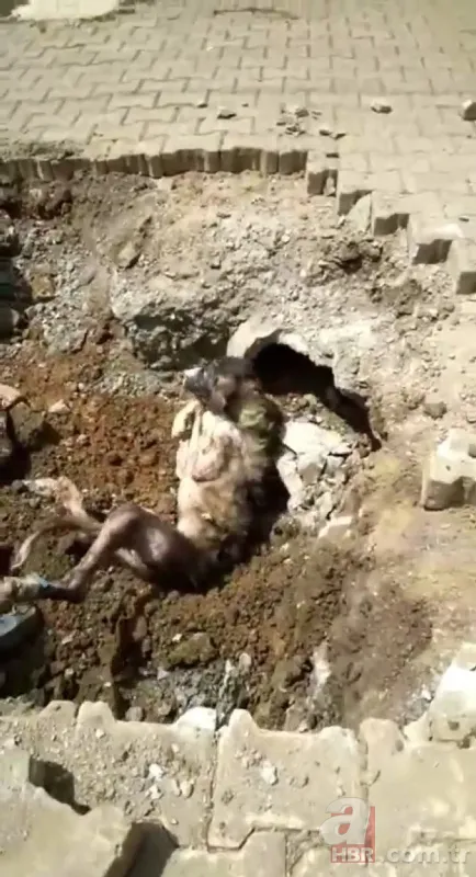 Yer altından gelen garip sesler ekipleri harekete geçirdi! Kanalizasyondan çıkan şoke etti 8