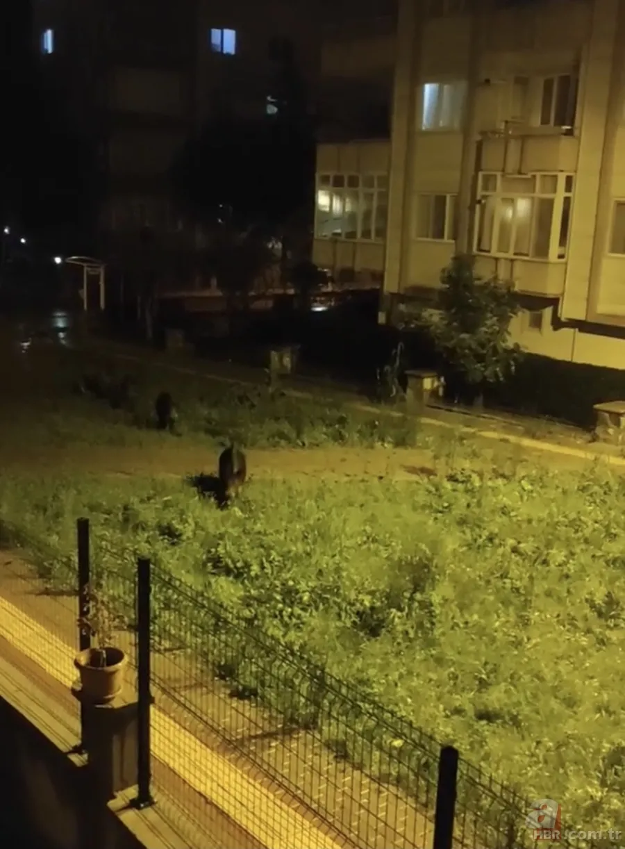 Bursa'da dağlara kar yağınca şehre indiler 2