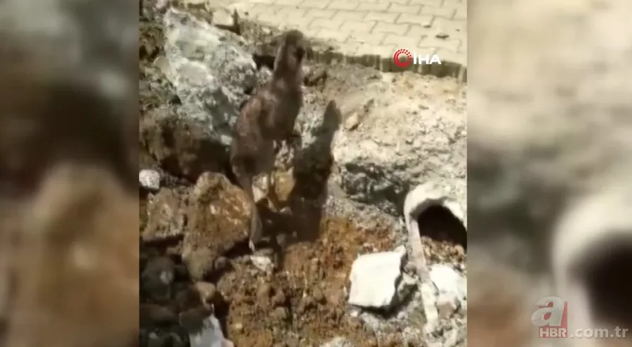 Yer altından gelen garip sesler ekipleri harekete geçirdi! Kanalizasyondan çıkan şoke etti 9