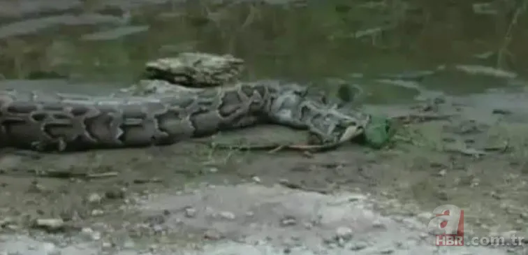 Dev piton timsahı yutmaya kalkıştı! Görenler inanamadı... 15