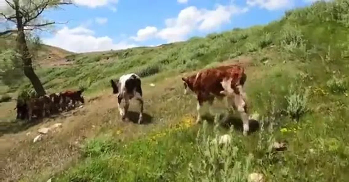 Hasan Ay patronunun kızıyla nişanlıydı... Nişanı atınca işten çıkarıldı hayatı değişti! Köyünce çobanlık yapan Ay fenomen oldu