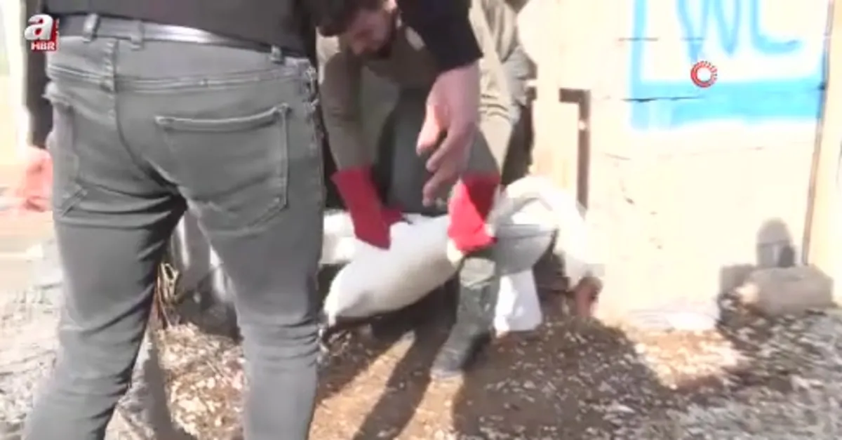 Yolunu şaşıran kuğu evin bahçesine düştü