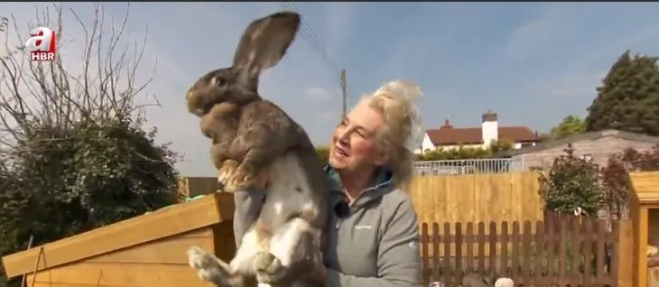 Dünyanın en büyük tavşanı çalındı! Getirine 11 bin TL ödül