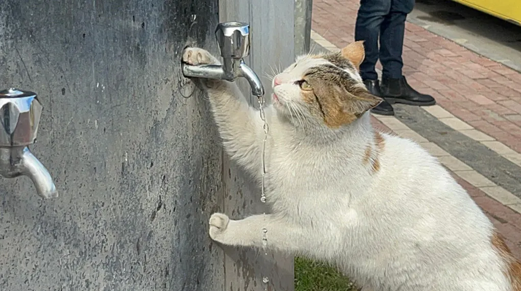 Susuz kalan kediye vatandaşlardan yardım