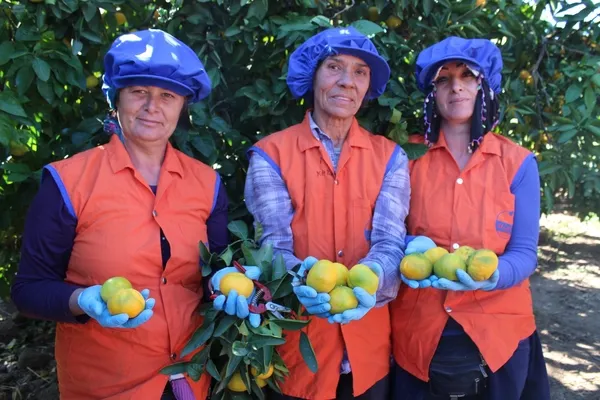 izmirin-topraklarindan-62-ulkeye-sari-altinin-hasat-zamani-geldi-1666767344154.jpg İzmir’in topraklarından 62 ülkeye! Sarı altının hasat zamanı geldi - 5