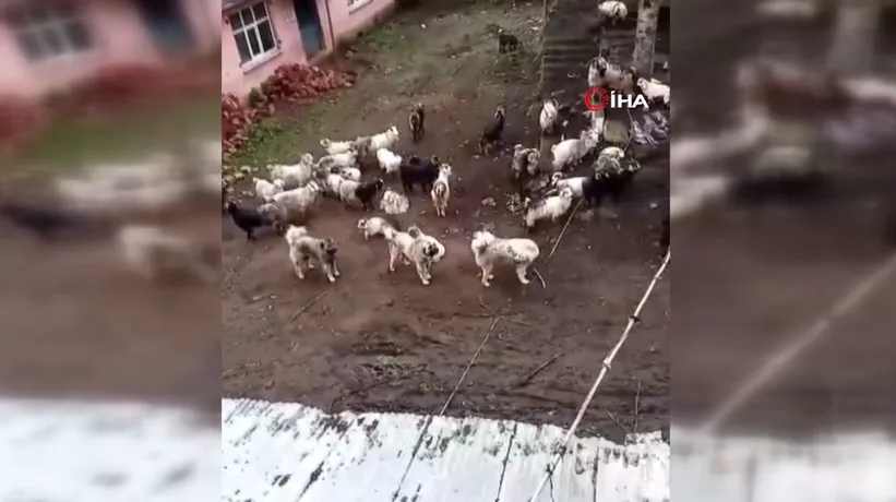 Ava giderken avlandı! Çoban köpekleri kurdu telef etti