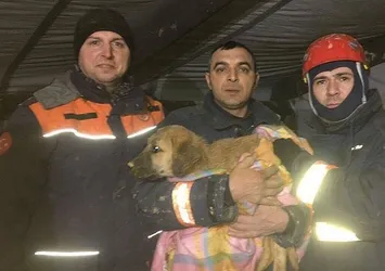 Beykoz'da kuyuya düşen köpek yavrusu kurtarıldı