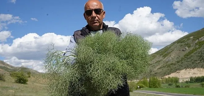 Binbir derde deva! Dağlarda yetişiyor vatandaşlar toplamak için kilometrelerce yol gidiyor