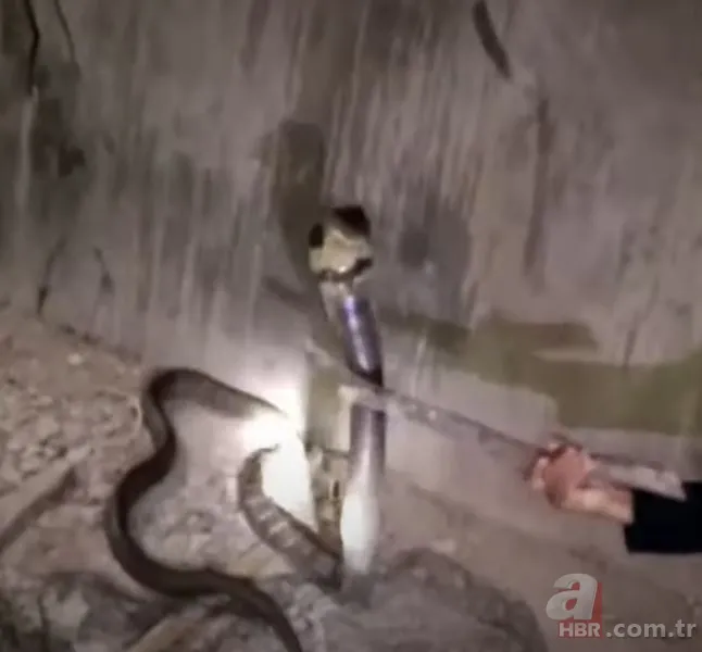 Eve giren kobra yılanıyla ölüm dansı yaptı! Tansiyon çıkaran anlar... 8