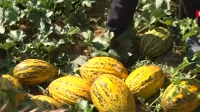 Meşhur Akalan kavunu toplanıyor