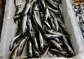 Tekirdağ'da istavrit tezgahları süsledi