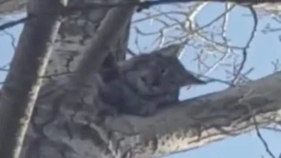 Köpeklerden kaçıp ağaca sığındı! Yardımına köylüler koştu