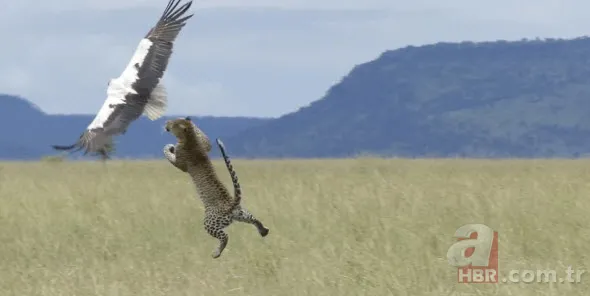 Böylesini daha önce hiç görmediniz 38