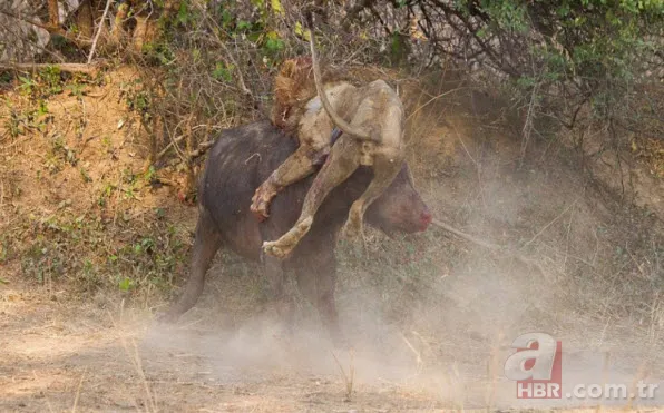 Böylesini daha önce hiç görmediniz 42