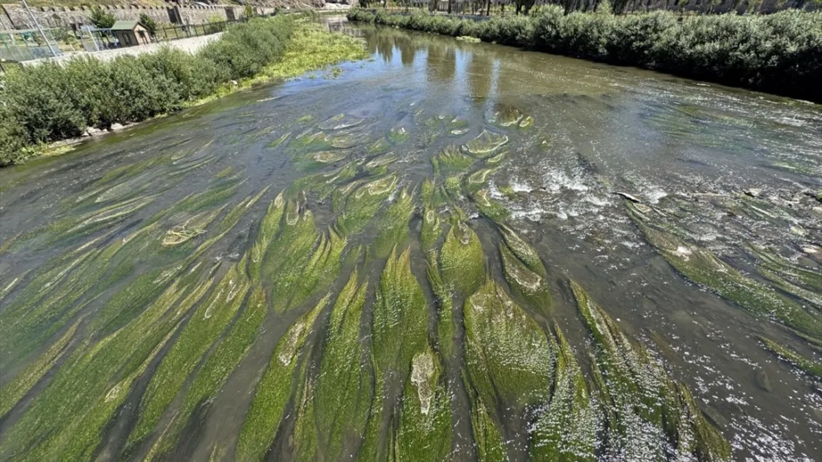 Sıcakların etkisiyle Çıldır Gölü'nde yosun oluştu