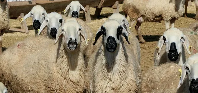 ’300 koyun projesi’nde başvurular başladı, kriterler ne?