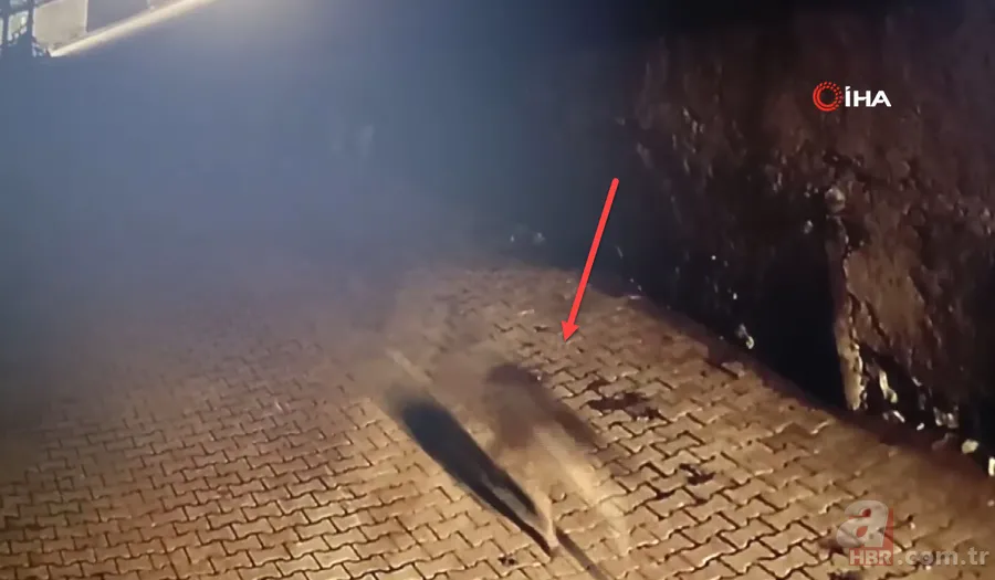 Kurt ile sokak köpekleri karşı karşıya! Böyle kovaladılar 3