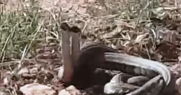 Dünyanın en zehirli yılanı Türkiye’de görüldü! Isırığı 10 dakika içinde öldürüyor!