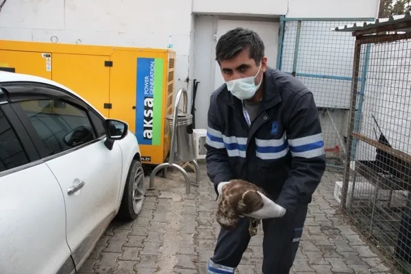 Kalbi duran şahin için seferber oldular! Sosyal medya o anları konuşuyor - 4