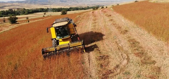 Gümüşhane’de karabuğday hasadına devam ediliyor