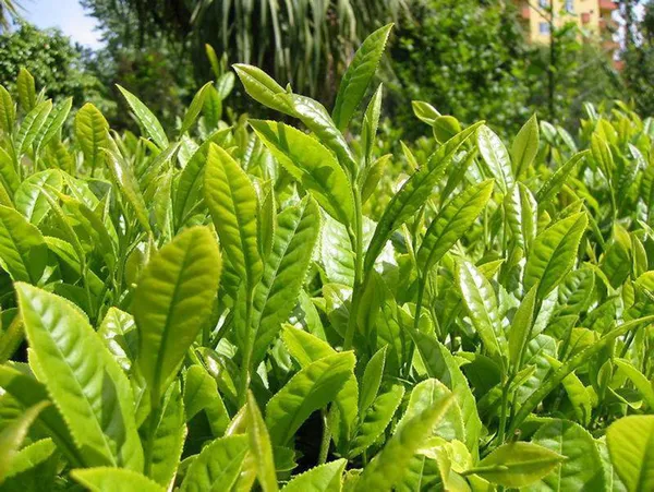 Türkiye’nin çay ihracatında yüzde 25’lik artış! 18 milyon doları geçti