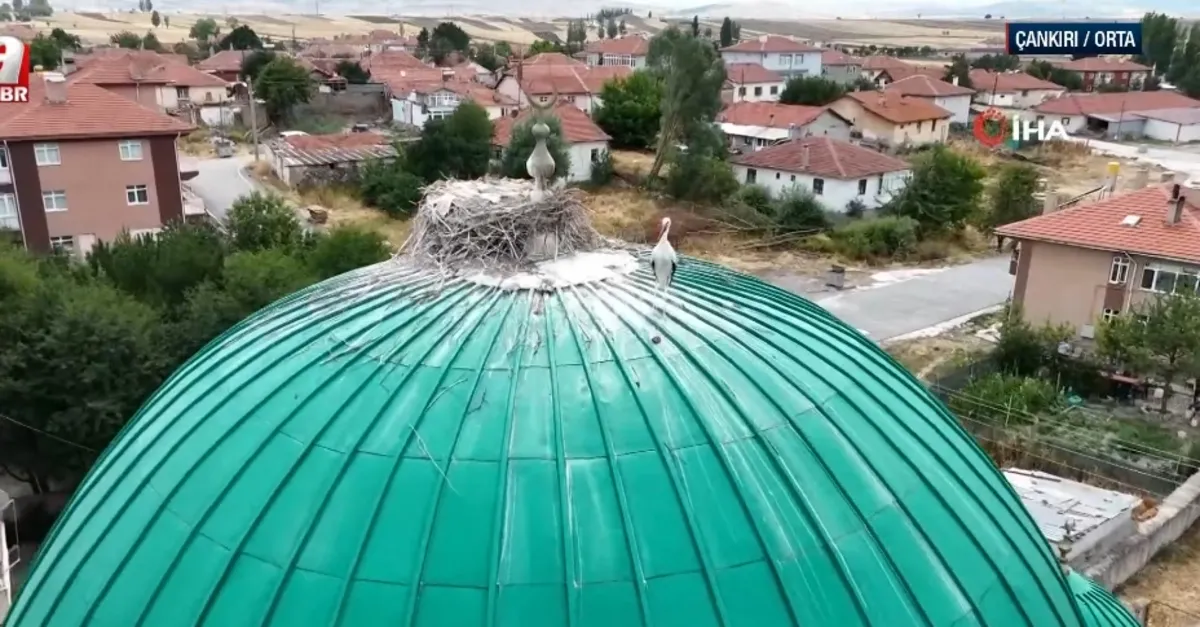 Cami kubbesi leyleklere yuva oldu!