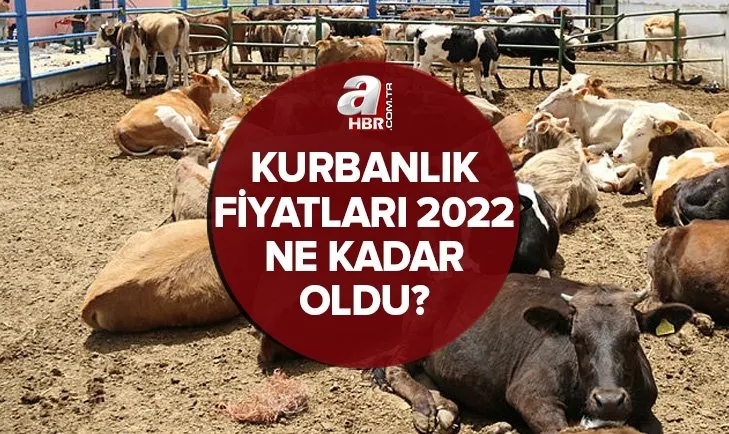 Kurbanlık fiyatları il il belli oldu: 2022 koyun, keçi, sığır küçükbaş, büyükbaş kurbanlık fiyatları ne kadar, kaç TL?