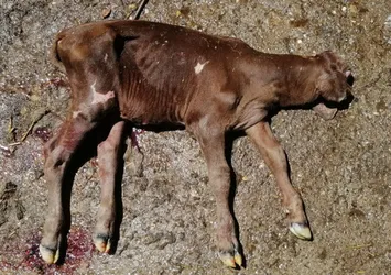 Ordu'da tek gözlü dünyaya gelen buzağı doğumdan 10 dakika sonra öldü