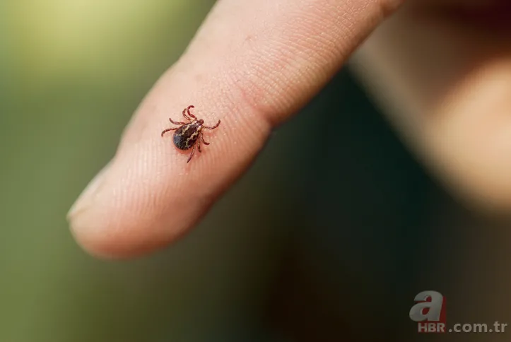 Hızla artıyor! Koronavirüsten daha ölümcül! Kırım Kongo Kanamalı Ateşi (KKKA) hastalığı nedir? Belirtileri neler? 3