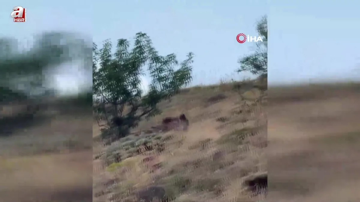 Çoban ayıyı bağırarak korkuttu