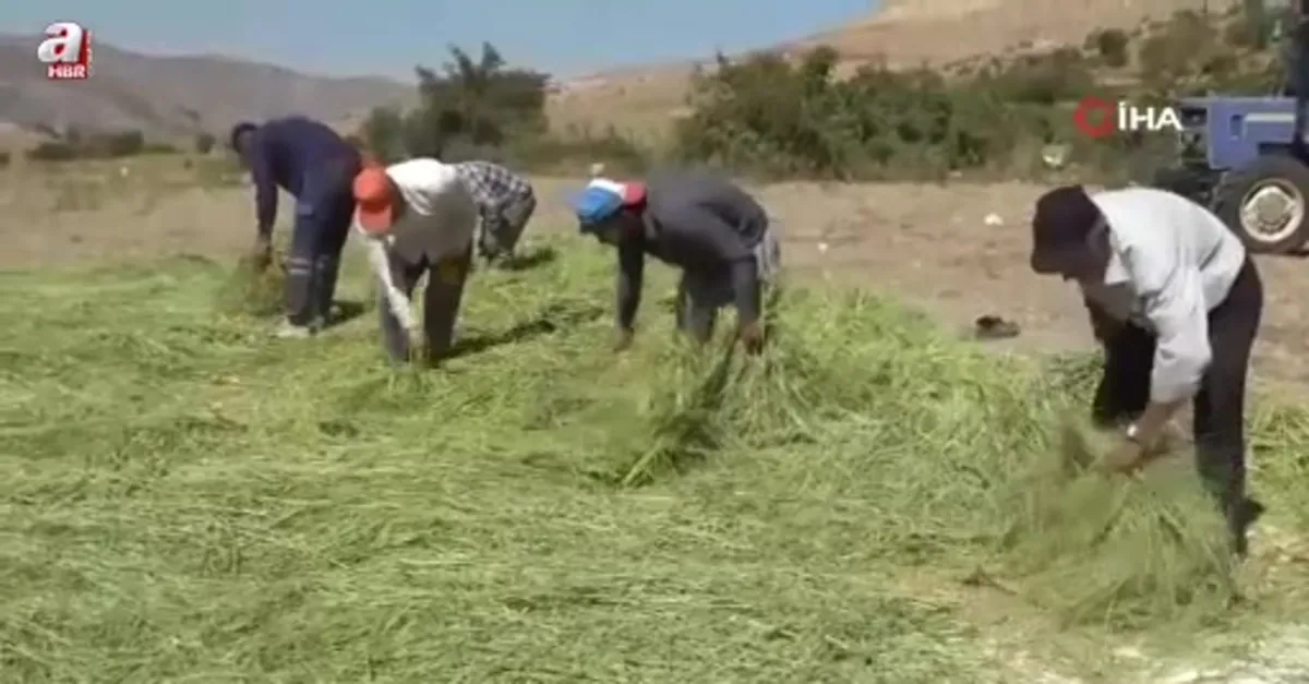 Asırlardır orakla pirinç hasadı yapılıyor