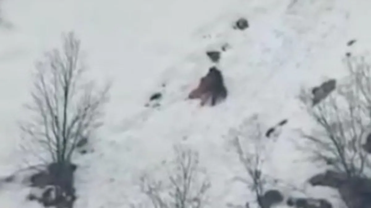 Kış uykusundan uyanan ayıların kar keyfi