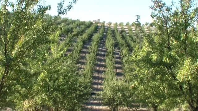 Türkiye, ABD’nin tekeline son verecek! Badem üretim alanları arttı