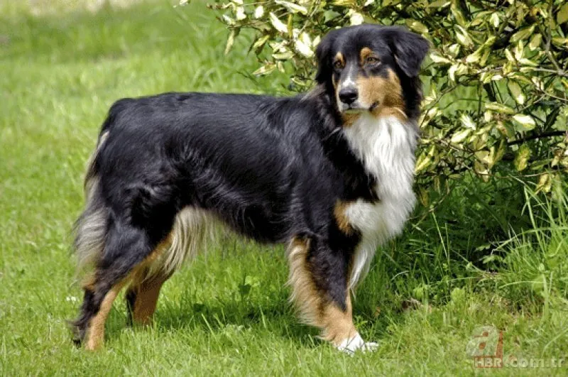 Dünyanın en zeki 10 köpeği belirlendi! Bakın hangi ırklar var…