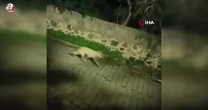 Bodrum’da kurt sürüsü görüntülendi