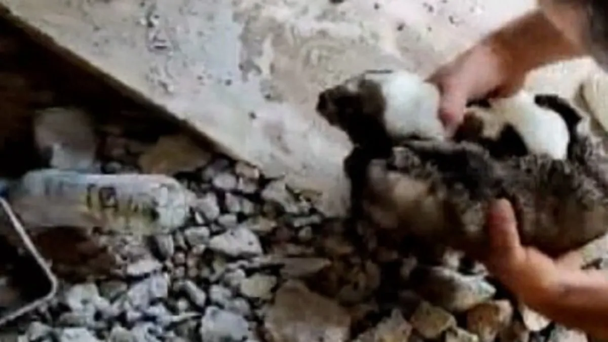 Kanalizasyon borusuna sıkışan köpek yavrusu kurtarıldı