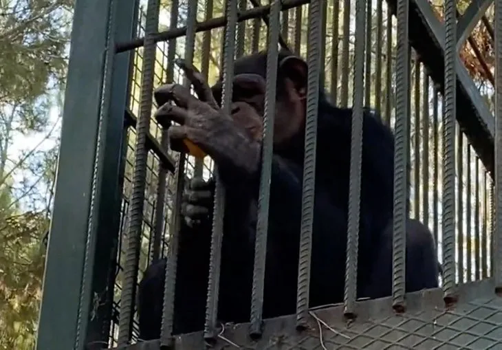 Antalya’da kafesten kaçan maymun dehşet saçtı! Saldırdığı talihsiz adam…
