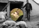 Aç kalan köpekler koyun sürüsüne saldırdı
