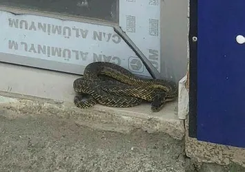 Bursa'yı yılanlar bastı! Vatandaş tedirgin
