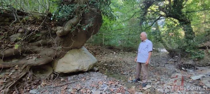 Sel suları çekilince fark edildi! 300 yıllık ağacın köklerinde saklı: Tam 2 ton ağırlığında