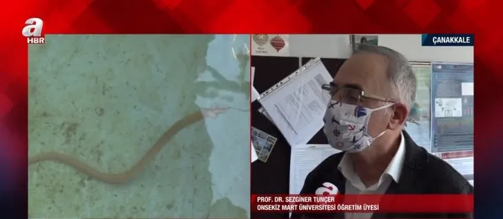 Türkiye’de ilk defa görüntülendi! Yılan kurdu balığı Çanakkale Boğazı’nda! Nereden geldi? Uzman isim A Haber'de yanıtladı