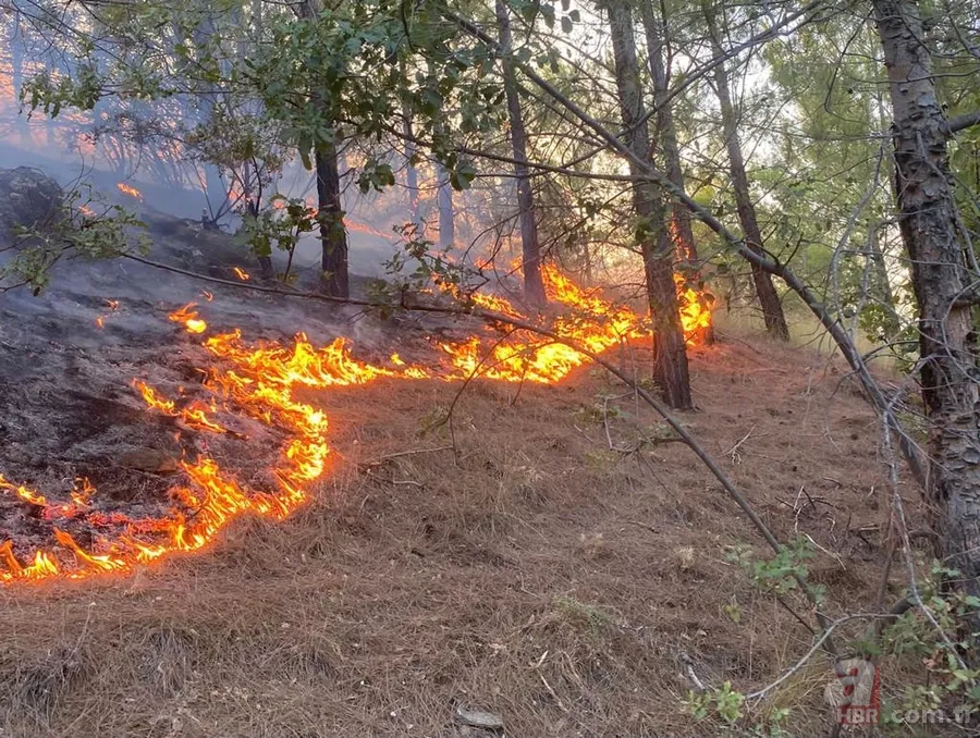 Manavgat'tan sonra şimdi de Mersin! Korkutan yangın 3