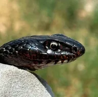 Tuvaletten karayılan çıktı